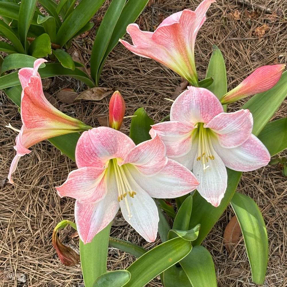 12 Amaryllis, Apple Blossom bulbs in pink and white. - Picture 2 of 6